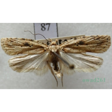 Agonopterix arenella (Denis & Schiffermüller, 1775) Czech87